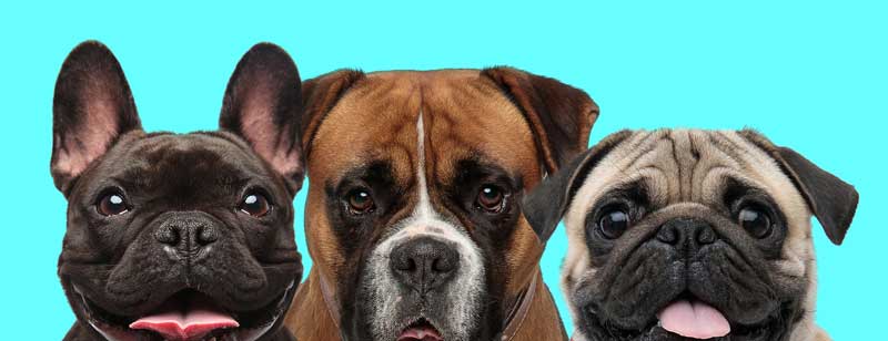 When is a canine seizure a brain tumor?