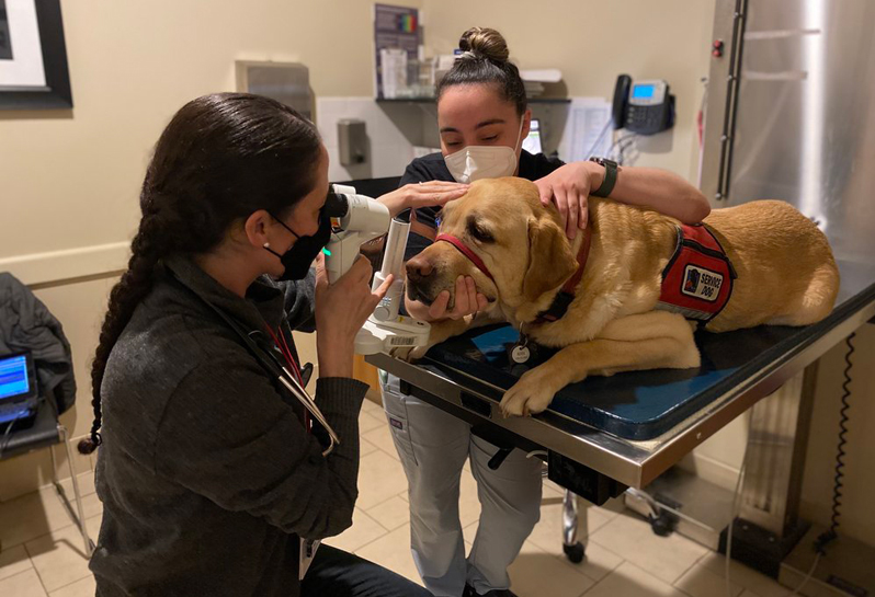 Spotting and treating early signs of ocular conditions in hardworking canines is the goal of the American College of Veterinary Ophthalmologists’ (ACVO’s) National Service Animal Eye Exam Event.