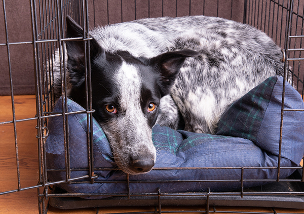 Reducing spread of deadly disease central to reignited dog import bill