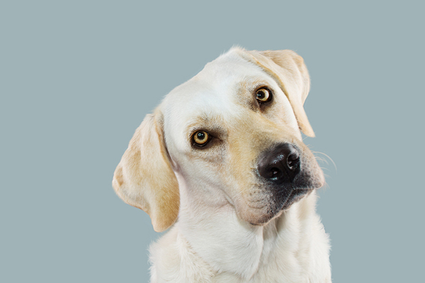 Surprise breed dethrones Lab’s top spot on AKC’s national rankings