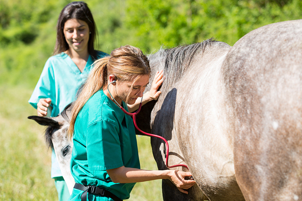 Funds available for emerging leaders in equine medicine