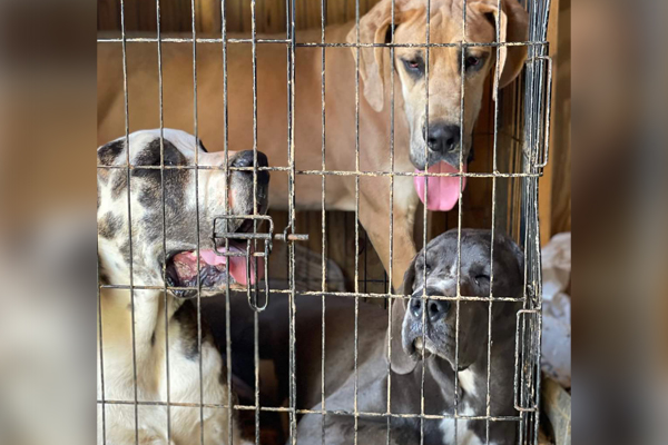 24 Great Danes among animals rescued from a breeding mill in Tennessee
