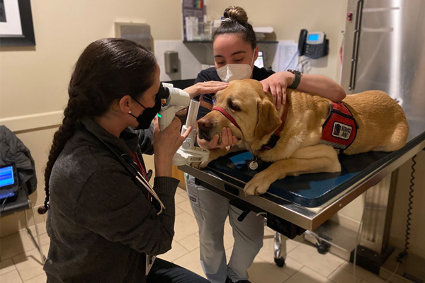 Screening event puts canine eye disease under the microscope