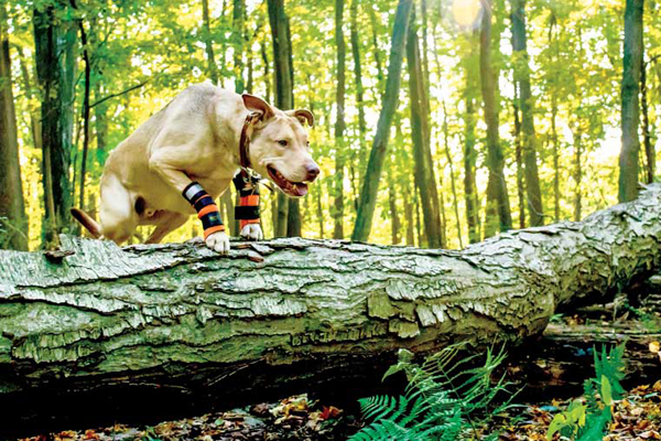 Veterinary orthoses, prostheses treat a wide variety of health issues