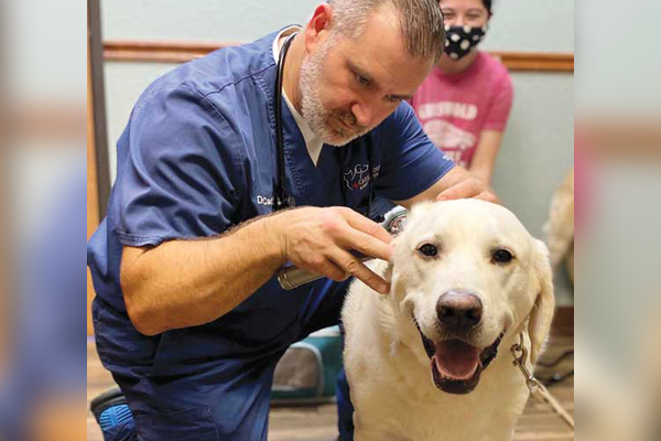 Treating the ‘eary’ canine otitis externa