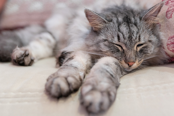 Deadly feline cancer may soon have new treatment options