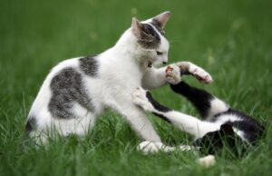 Two cats fighting.