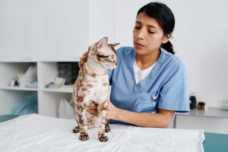 Diagnosing cancer cases in general practice – ‘Where do I start?’