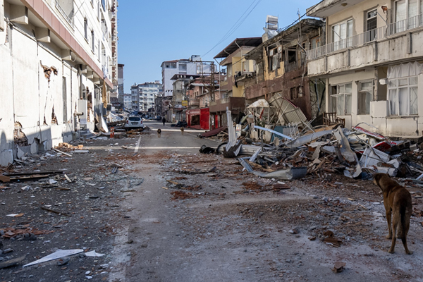 Syria, Turkey earthquake relief receives $100K donation from veterinary groups