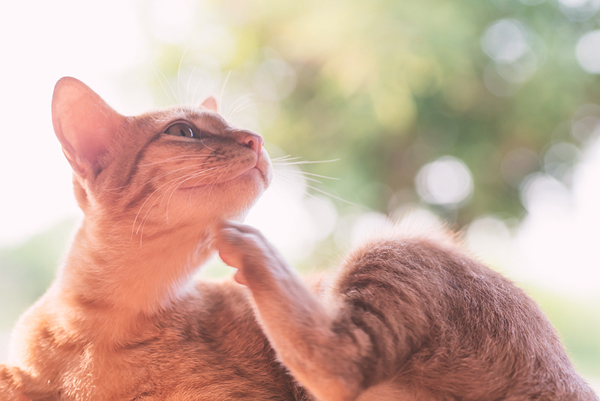 Generic feline allergic dermatitis med OKed by FDA