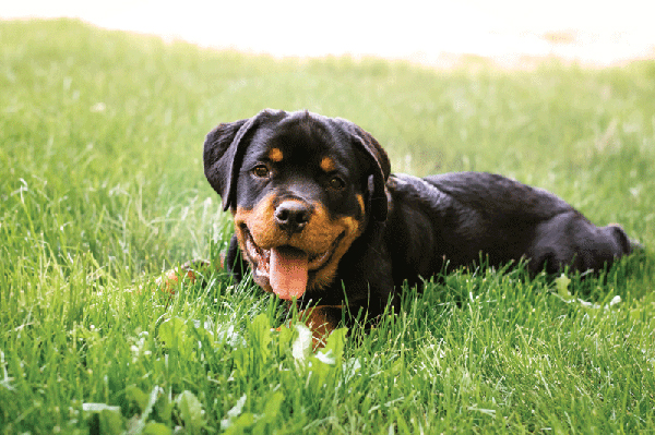 Do routine, elective gonadectomies really increase dogs’ lifespan?