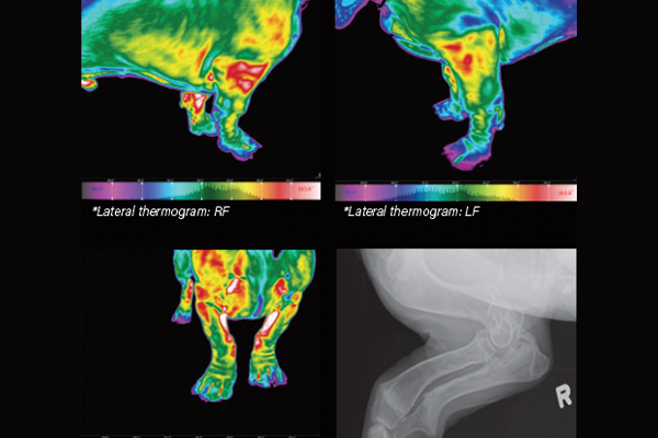 Enthusiasm for thermal imaging central to company rebrand