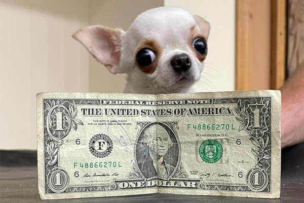 Popsicle-stick sized pooch crowned shortest living dog