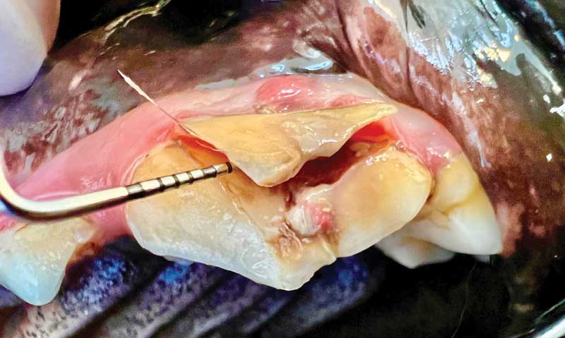 Figure 1: A complicated crown-root fracture (CCRF) of tooth 208 in a dog. Photos courtesy John Lewis
