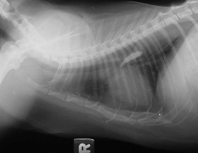 Figure 2: A cat that had an altercation with a dog avulsed its own canine tooth and inhaled it.