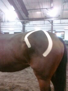 Physiotape techniques can help improve proprioception to different muscle groups. In this image this horse is taped to support the sacroiliac joint as well as the biceps femoris muscle to help activate it.