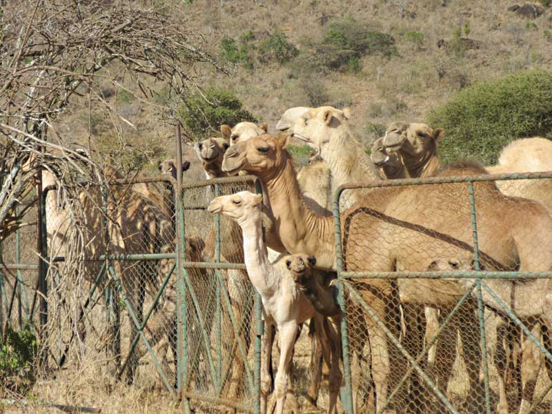 Figure 2: Livestock production has changed in many parts of the world associated with climate change and the need for more drought adaptive species such as these Dromedary camels in Kenya. Photo courtesy Sharon L. Deem