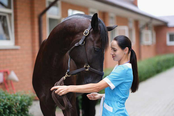 Applying practical equine rehabilitation