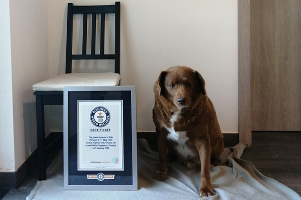 World’s oldest dog turns 31