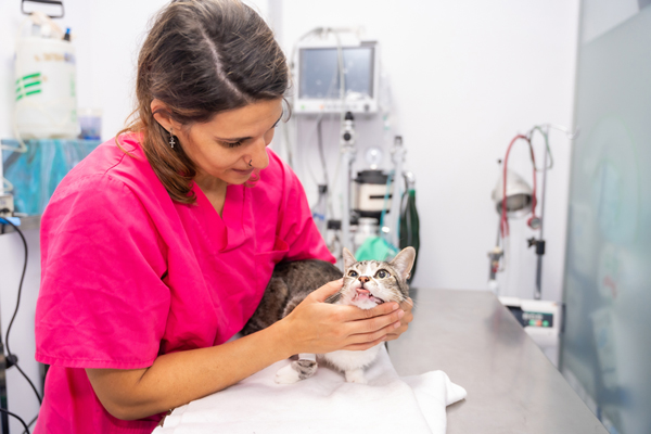 $1.7M donation helps address veterinary shortage