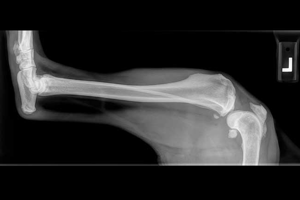Put your veterinary knowledge to the test!