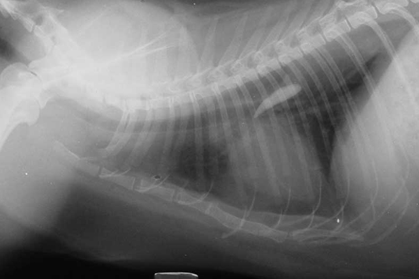 Tips for diagnosing dental self-trauma