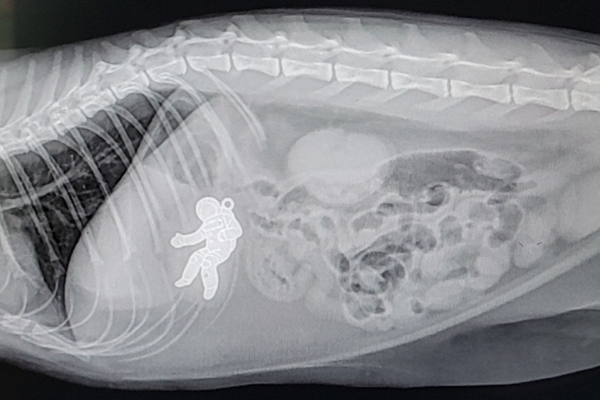 Enter Veterinary Practice News’ 2023 They Ate What?! X-ray contest!