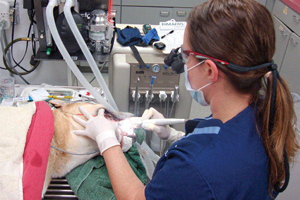 Tool tips for efficient dentistry