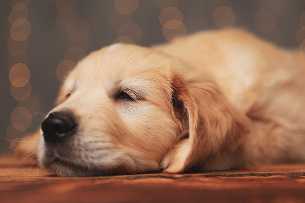 Canine OA injectable gets green light
