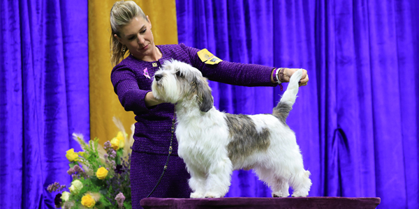 ‘PBGV’ named top dog at Westminster
