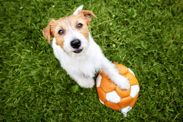 Pet cancer research campaign to match donations