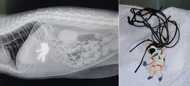 We invite you to share those mind-boggling, absurd radiographs with Veterinary Practice News and the veterinary community as part of the annual They Ate What?! X-ray contest. Two winners will be decided by our panel of veterinarians, and each will receive a $500 VISA gift card from contest prize sponsor, Patterson Veterinary and Patterson Teleradiology.