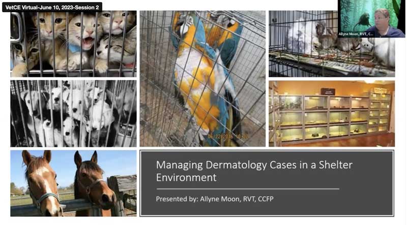 Managing Dermatology Cases in a Shelter Environment
