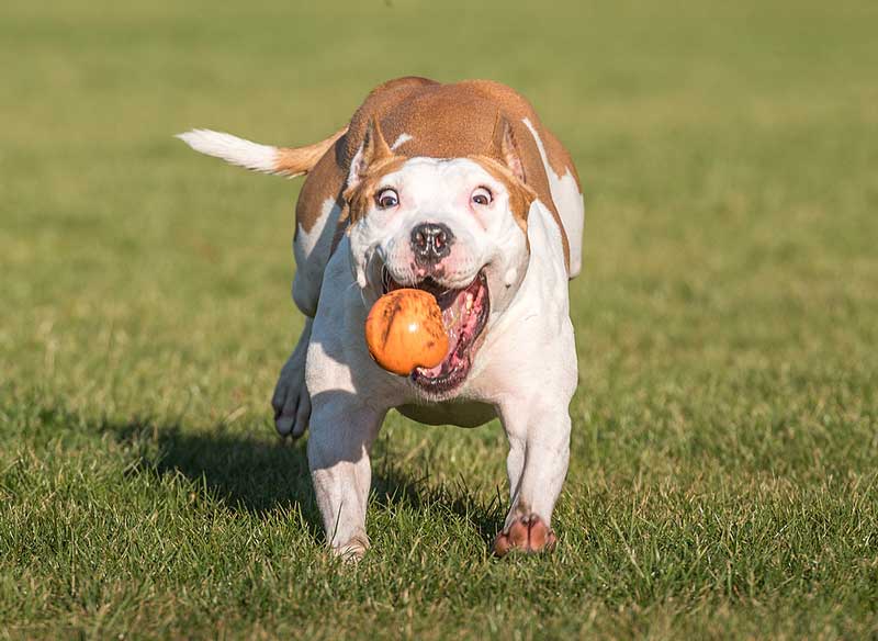 First National Pet Choking Prevention Day announced