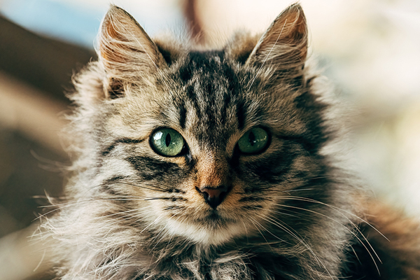 Immunological disease, reproductive issues more common in purebred cats
