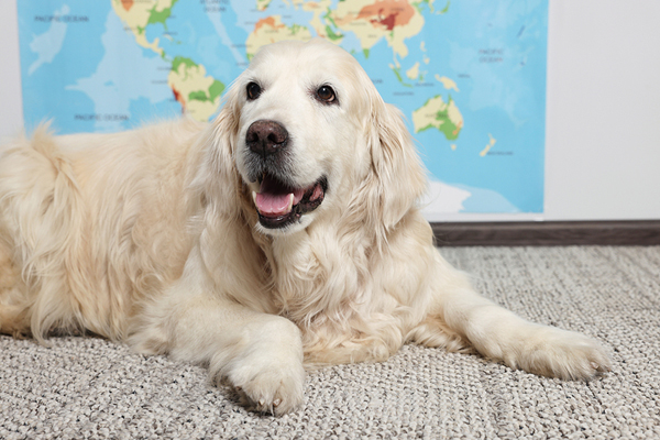 Rabies antibody testing keeps people, pets together