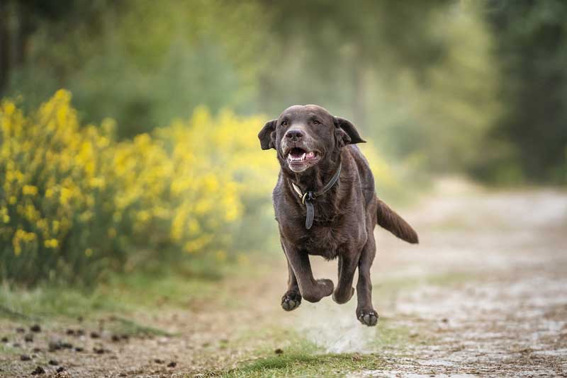 The ABCs behind the challenges of TPLO