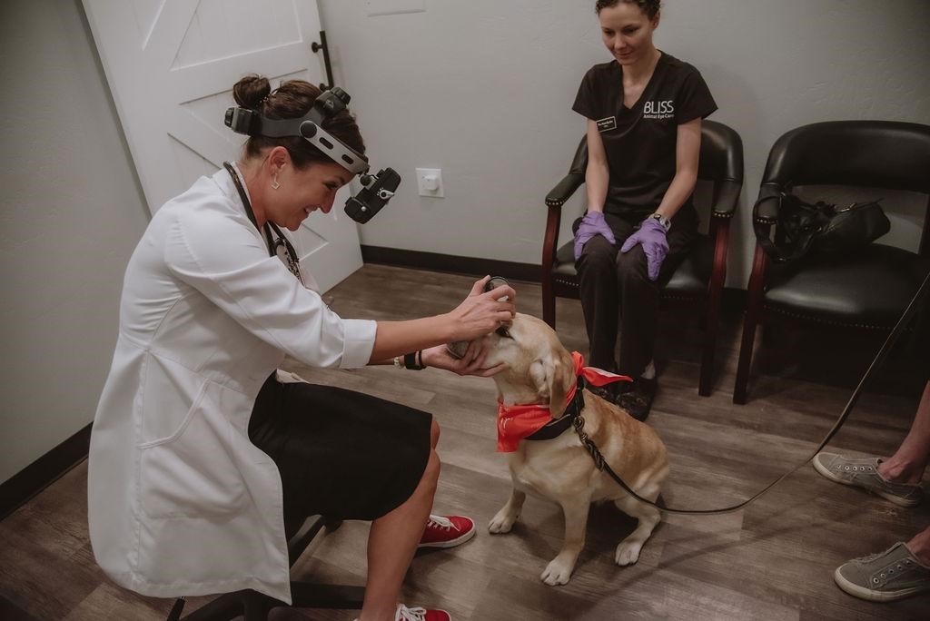 Free screening eye exams to benefit working and service dogs