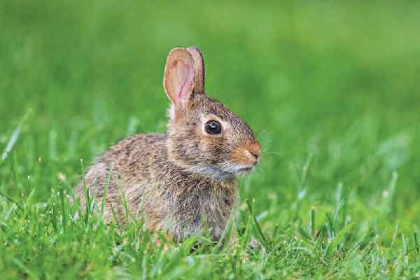 Not all rabbits are born to be wild