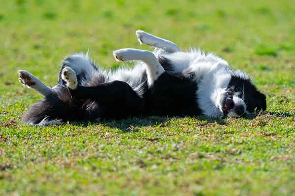 Which cities have the best dog parks?