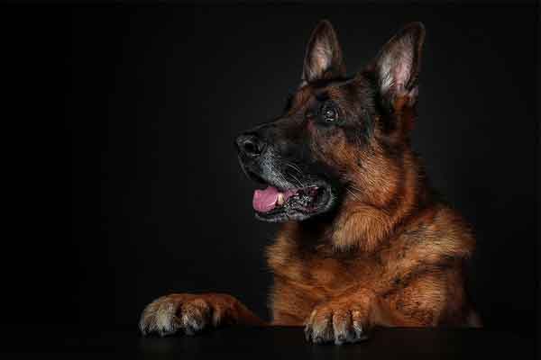 Canine glaucoma, mitochondria study hopes to thwart blindness