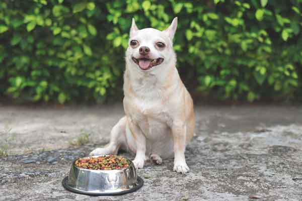 Discovering how specialized diets aid inappetence in cancer patients