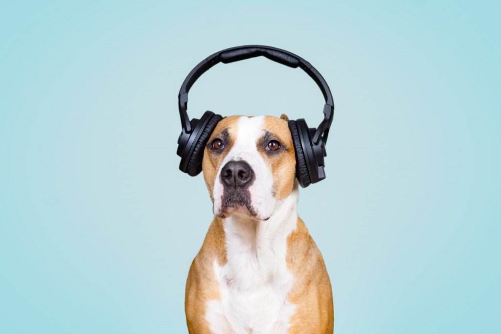 VetMedTeam: Veterinary Nursing:  Addressing Noise Anxiety in Dogs and Cats