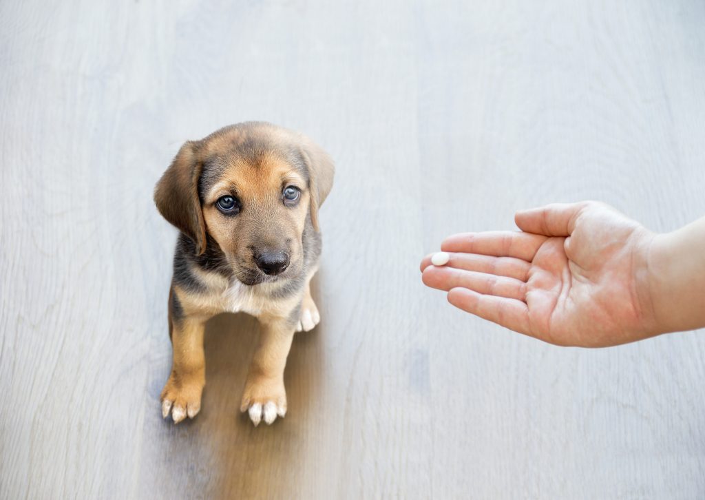 VetCE Virtual: Pet Prescriptions: A Practical Primer on Veterinary Pharmacology