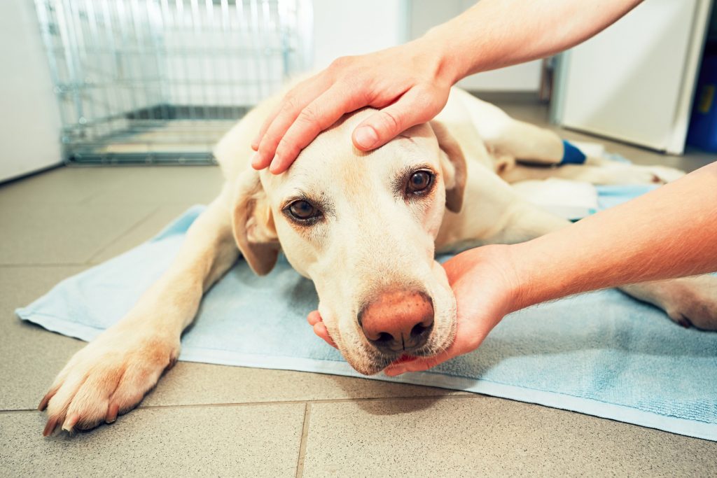 VetMedTeam: Veterinary Nursing: An Overview of Cancer in Small Animals