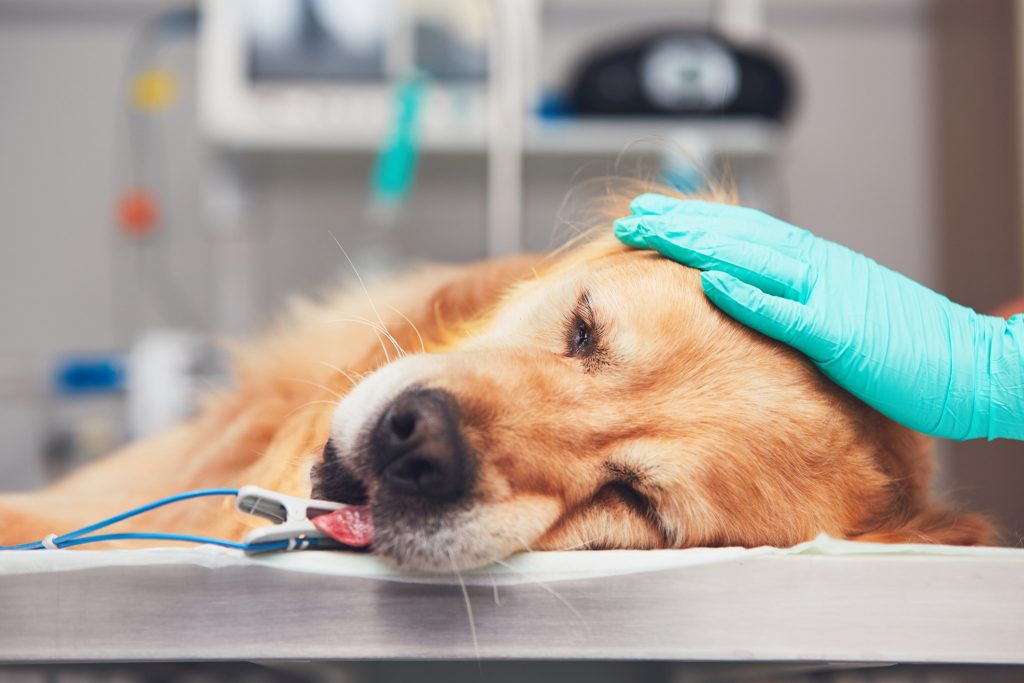 VetCE Virtual: Anesthesia Insights: Making Every Breath Count
