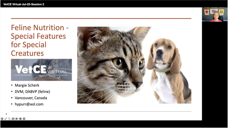 Feline Nutrition: Special Features for Special Creatures
