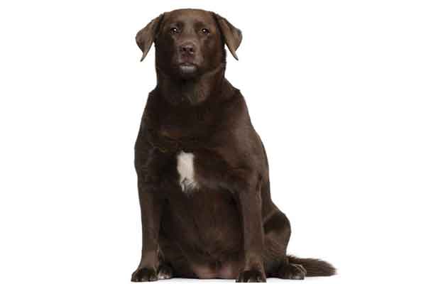Weighing in on pet obesity, nutritional management