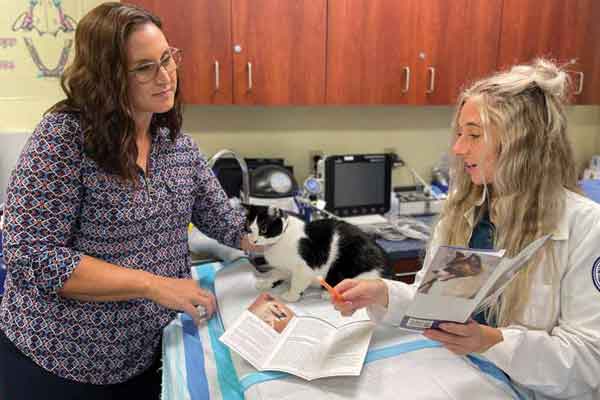 Practical home dental care for dogs and cats