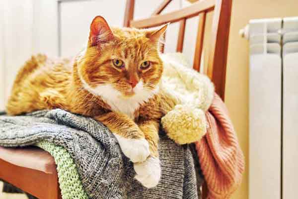 Implementing AAHA-guided senior care